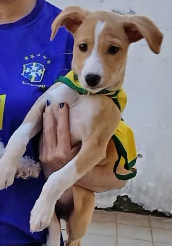Doa-se uma cachorrinha 