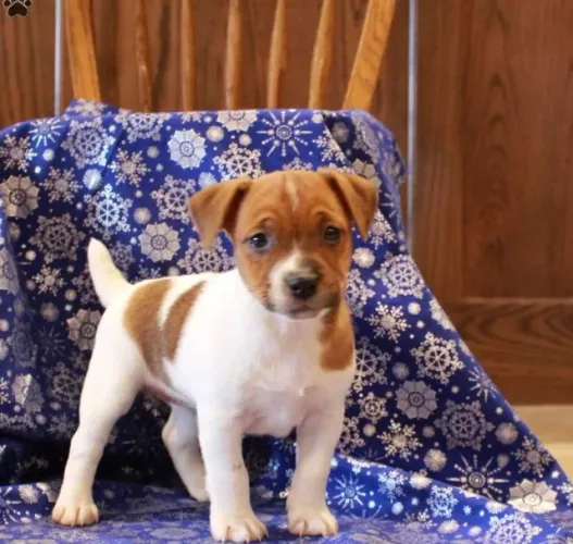 Jack Russell Terrier,Jack Russell Terrier Filhote Linda Linhagem Disponível