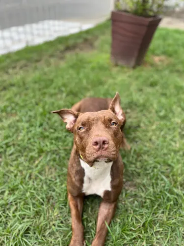 Pitbull filhote