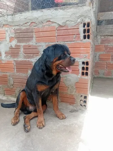Filhote de rottweiler fêmea