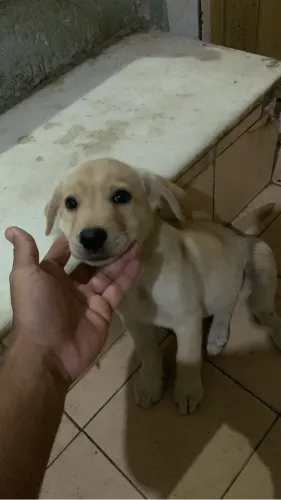 Vendo filhote de labrador