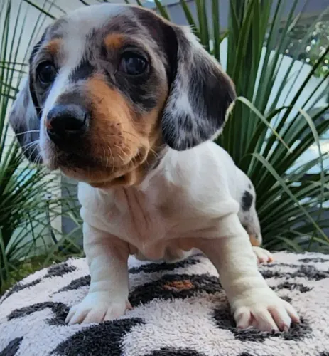 Basset com Pedigree Disponível. Maravilhosos!!!