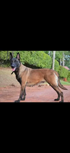Cadela Pastor Belga Malinois