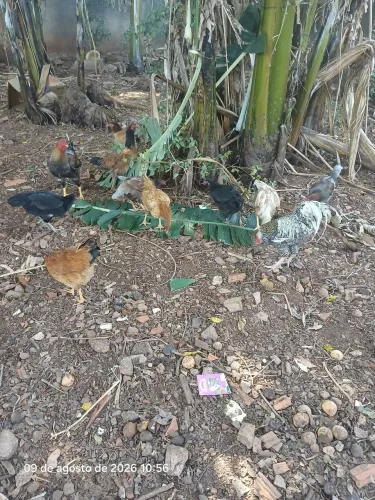Vendo galos e galinhas caipira.