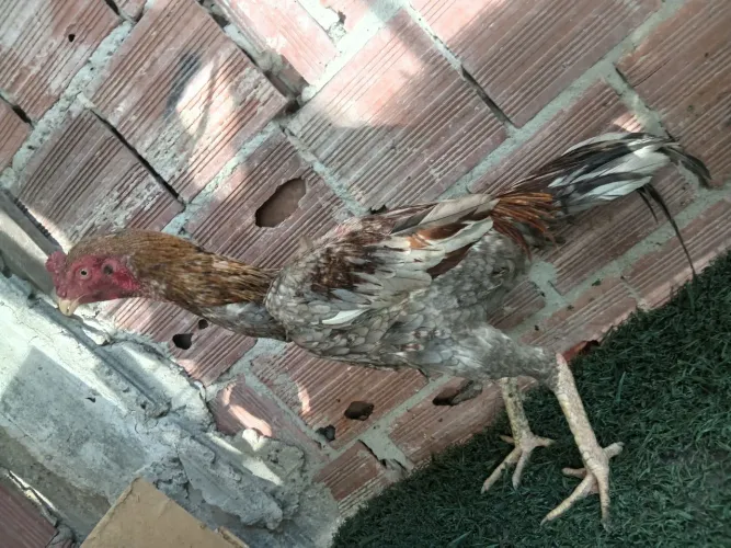 Frango indiano