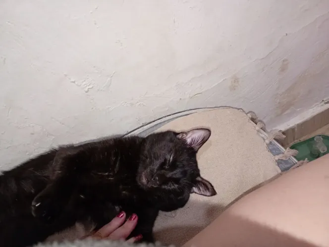 Doação de gato