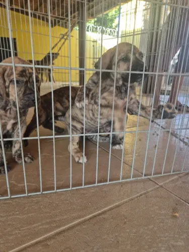 Cachorro filhotes da raça Fila Brasileiro