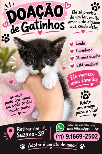 Gato para doação 
