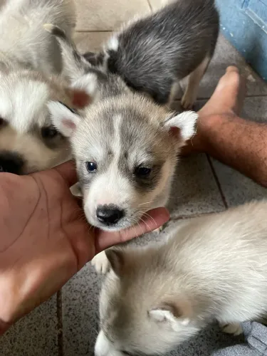 Filhote de husky siberiano
