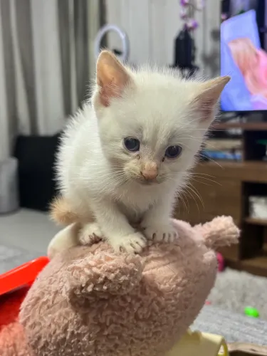 Gata fêmea