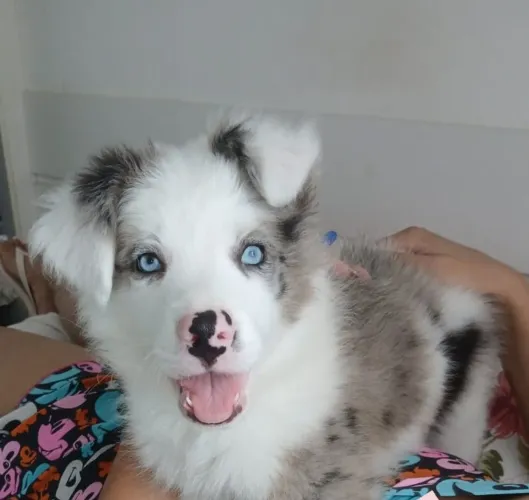 ? BORDER COLLIE BLUE MERLE MACHO ?