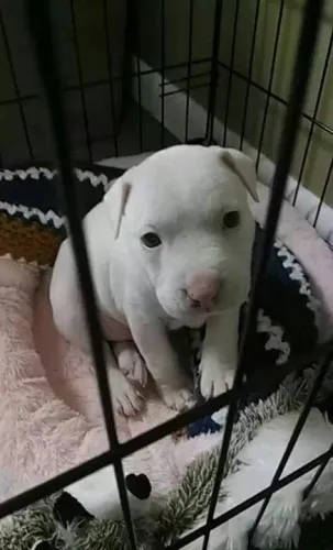 Cachorro filhote Pitbull/ Pit Monster pelagem densa e saudável