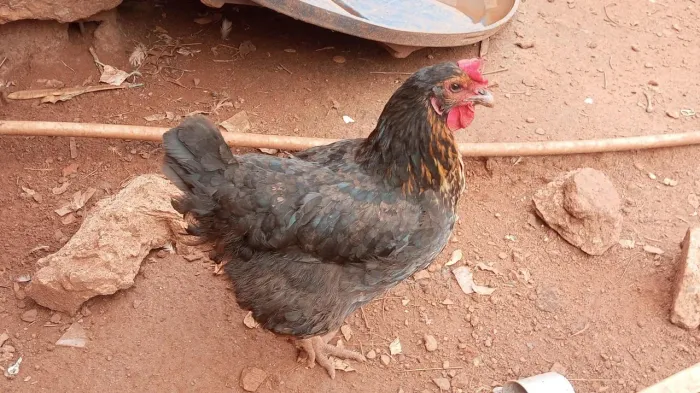 Galinha caipira