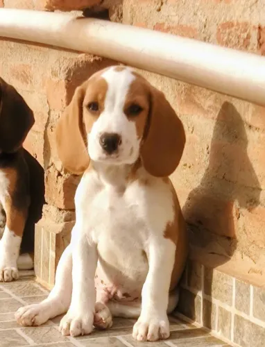 Beagles bicolor machinho 