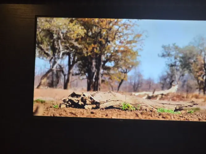 TV TCL