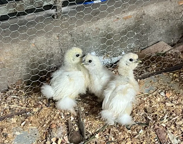 Pintinhos da sedosa 