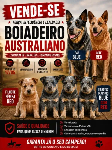 Vendo: Boiadeiro australiano