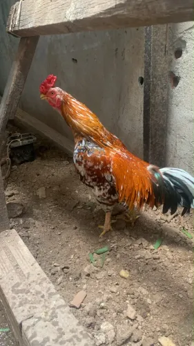 Galo Índio caipira