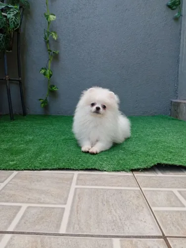 Spitz alemão anão