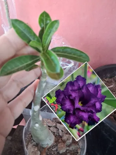 Rosa do deserto