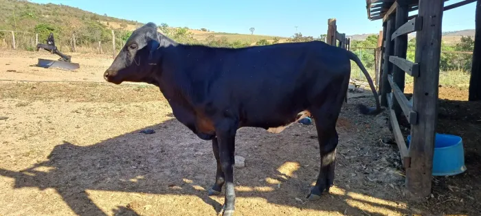 Novilha vaca bezerra