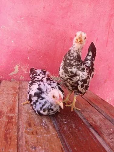 Nagasakis e Mini garnizés 