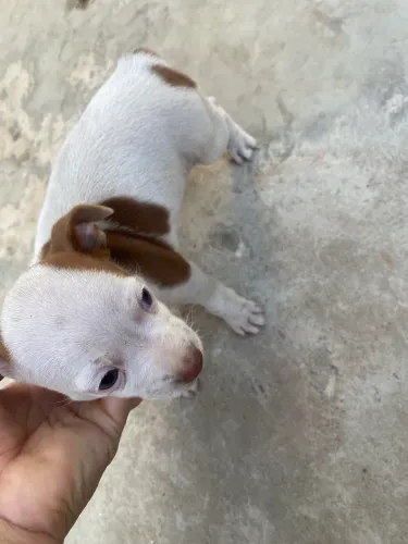Cachorro macho pinscher 02