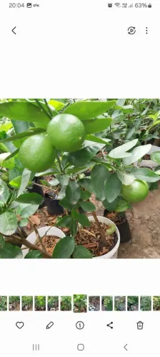 Frutíferas enxertadas
