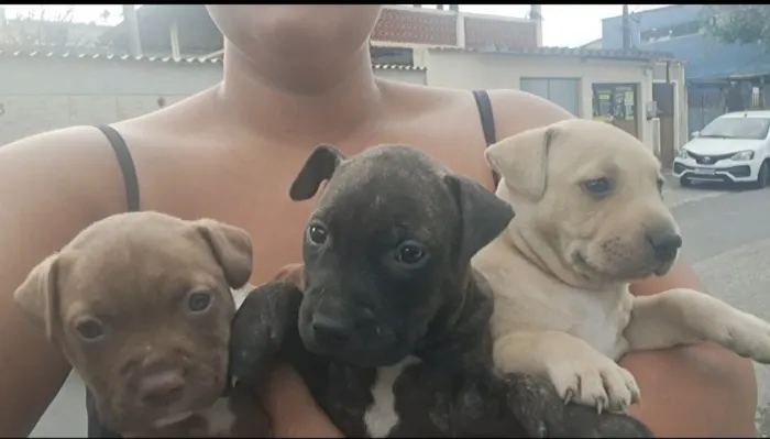 Venda de pitbull