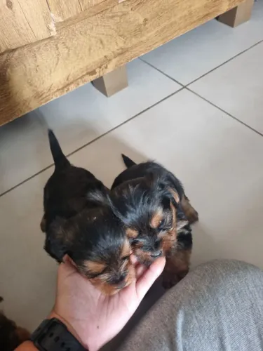 Lindos machinhos Yorkshire Terrier caso haja interesse me chama no ZAP *