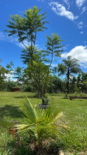 Serviço de Jardinagem , corte de grama , poda de árvore e limpeza de lote . 
