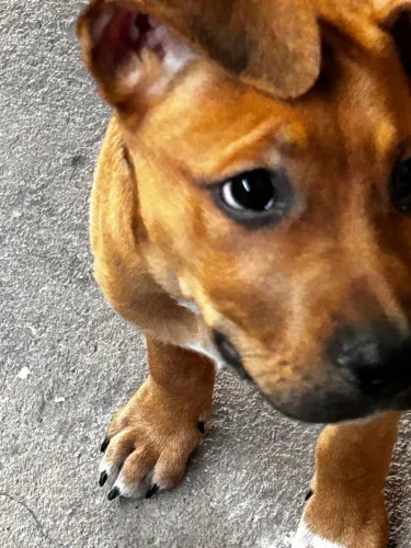 Doação de um cachorro