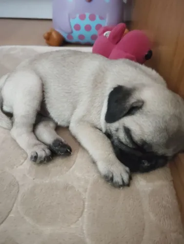 Vendo cachorro Pug 