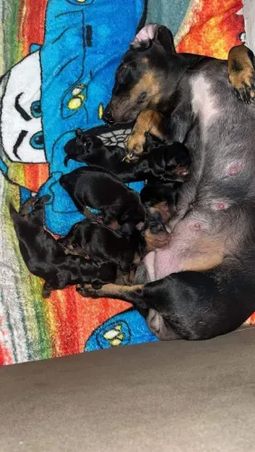 Cachorro salsicha dachshund