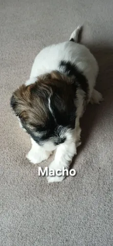 Shitzu