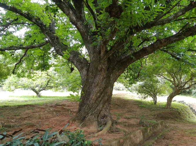 VENDO SITIO 350.000m2 IDEAL PARA MORADIA LAZER CULTIVO HARAS  EM SANTANA DE PARNAÍBA ( 425