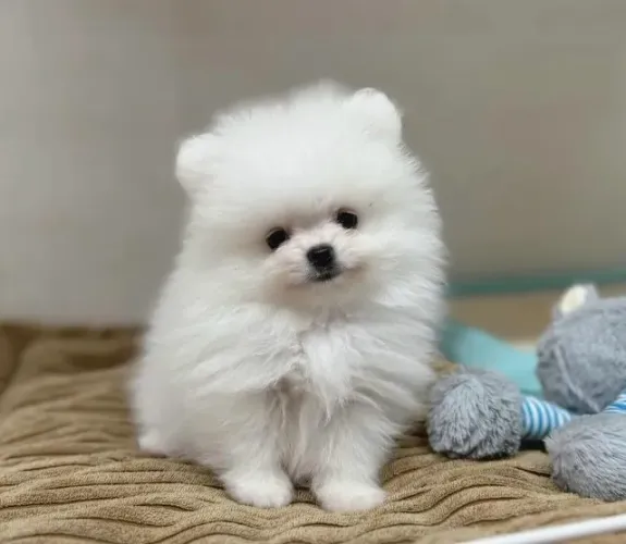 Cachorro Lulu da Pomerania faça o Outubro da criança mais feliz