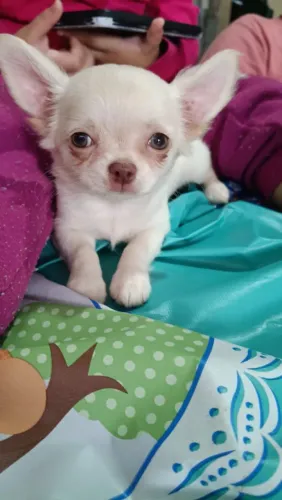 CHIHUAHUA fêmea pêlo longo creme branca olhos claros