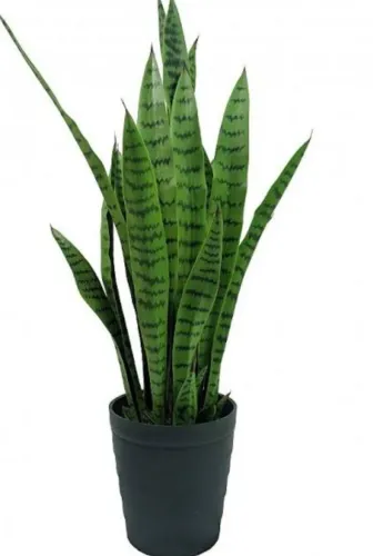 Planta espada de são jorge