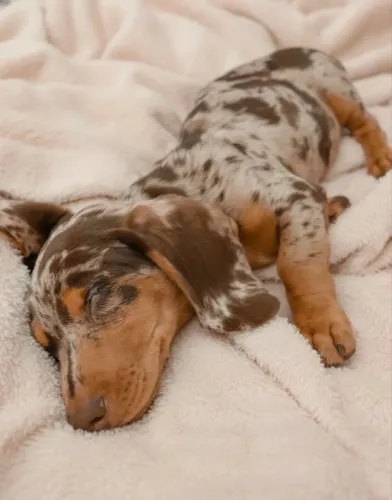 Filhote de Basset Dachshund macho alerquin chocolate 