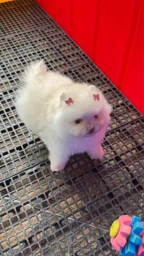 Lulu da pomerania anão