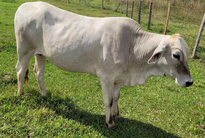 Novilha provável prenhez