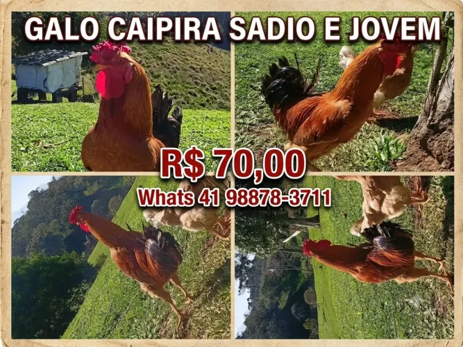 Galo Caipira