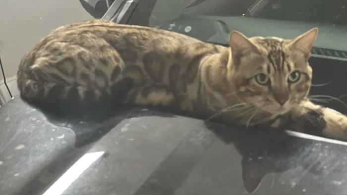 Gato Bengal fêmea