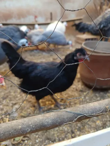 Vendo casal de frangos