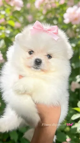Cachorro spitz