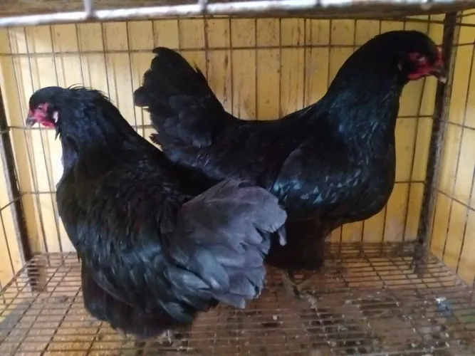 Galinha gigante negro de gerse com 6 meses apenas 100 reais