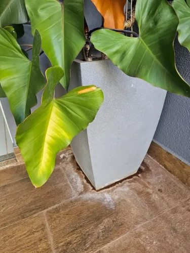 Vaso decorativo grande com planta natural já formada