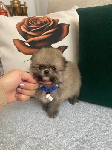 Lulu da pomerania anão Machinho