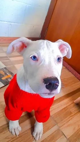 Pitbull 3 meses